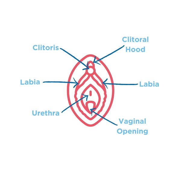 Anatomical drawing of a vulva, identifying key parts